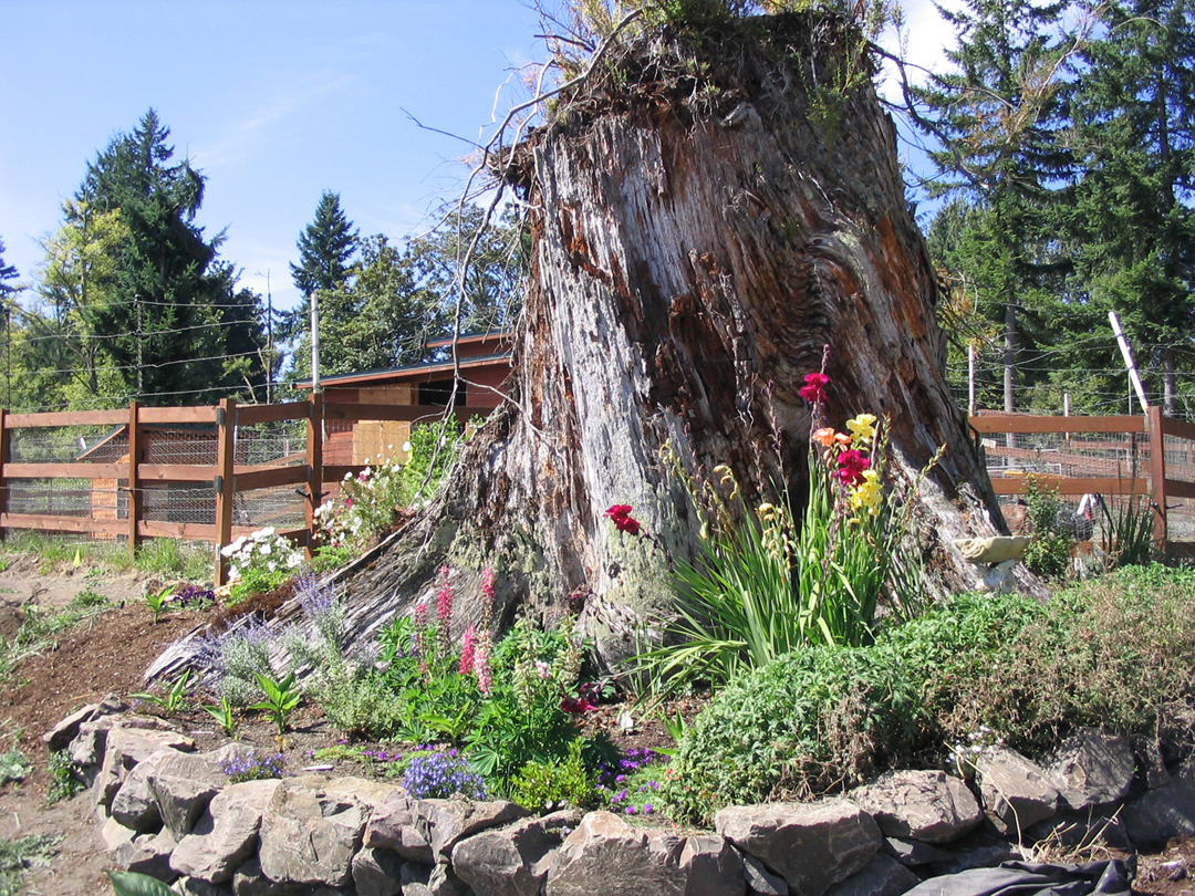 Stump garden 3.jpg 1092.2K
